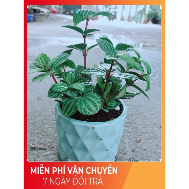 Chậu Cây Kim Cương Hột Xoàn