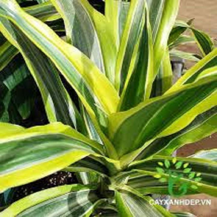 CHẬU CÂY PHÁT TÀI NAM MỸ