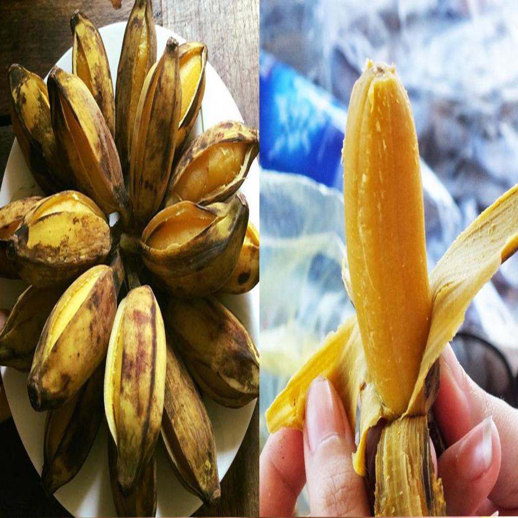 CÂY GIỐNG CHUỐI SÁP NGHỆ CẤY MÔ SIÊU SỚM