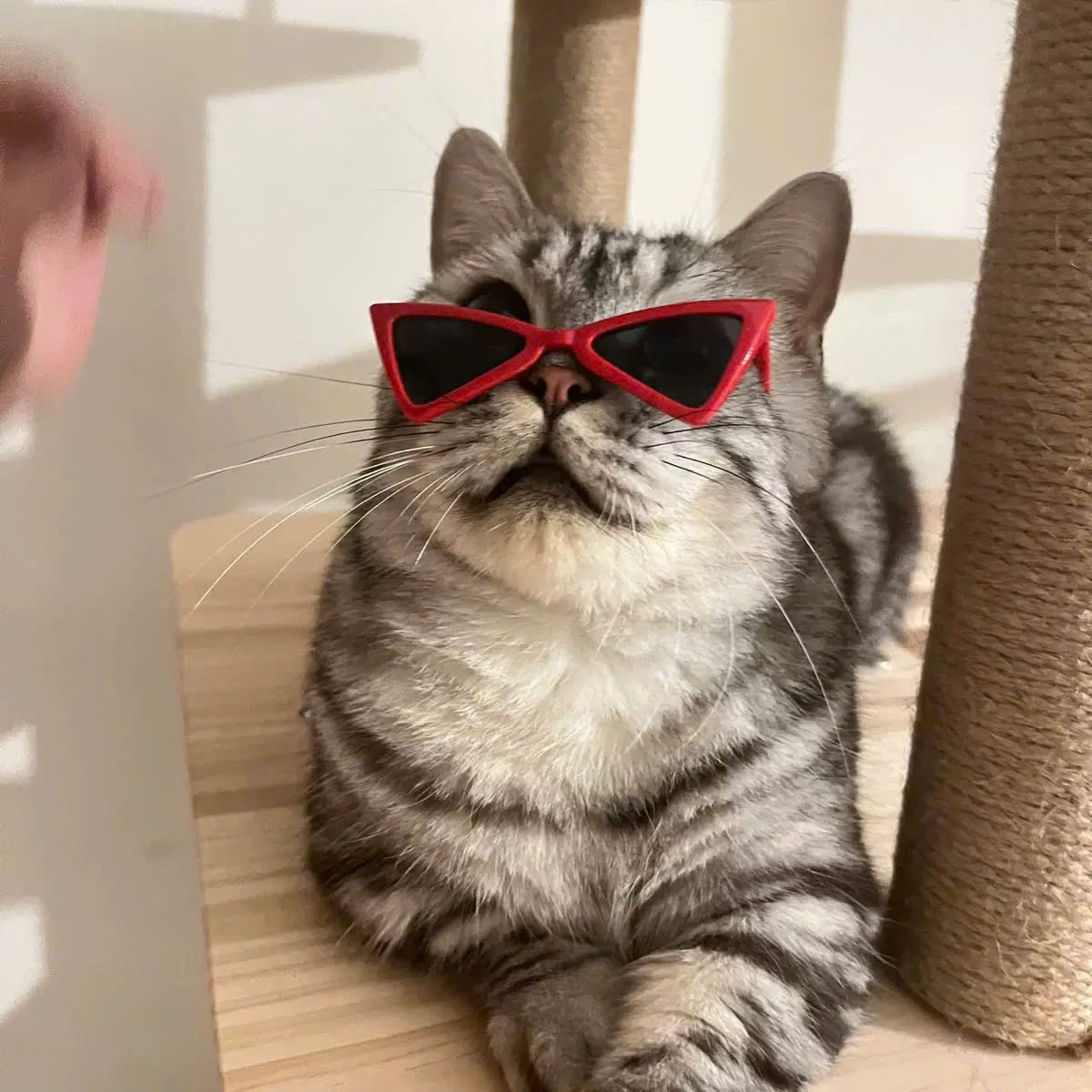 MẮT KÍNH KÍNH RÂM KÍNH MÁT NGỘ NGHĨNH TAM GIÁC SIÊU XINH SANG CHẢNH MÃ 1 CHO THÚ CƯNG CHÓ MÈO