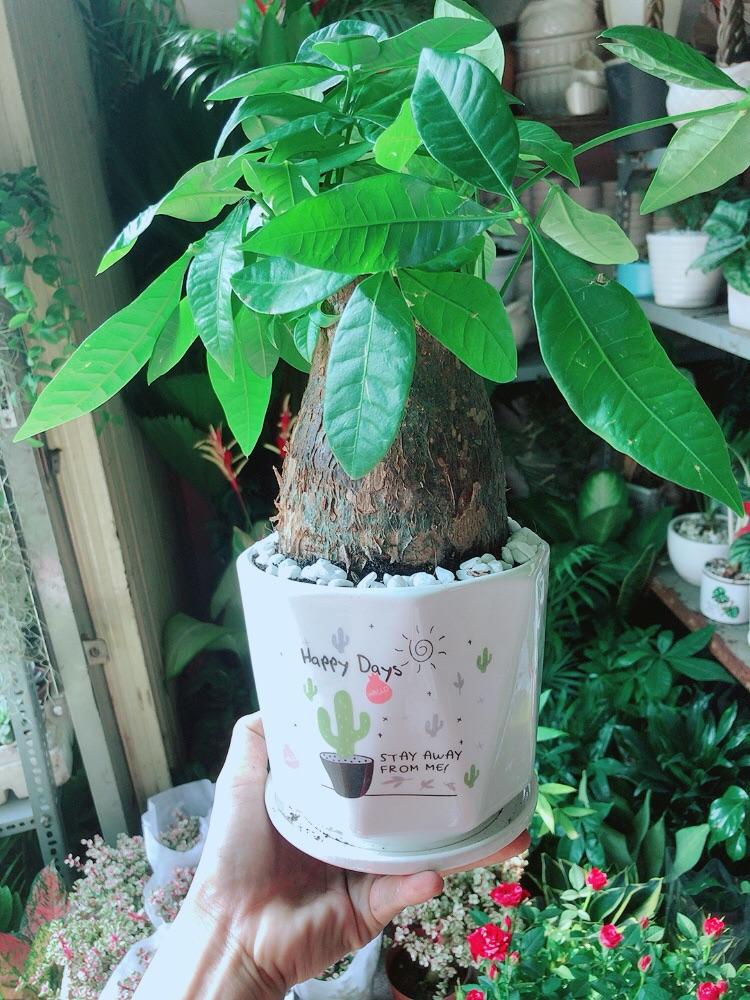 Chậu Cây Kim Ngân