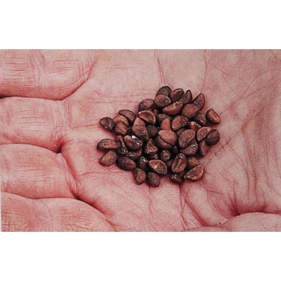 Hạt giống rau muống- 50g