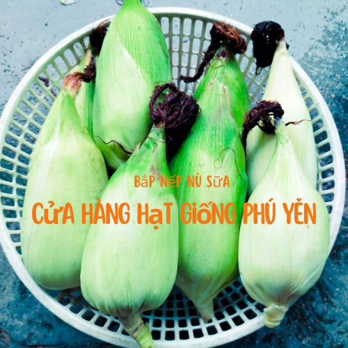 Hạt giống bắp nù sữa tròn gói 500 gram chất lượng
