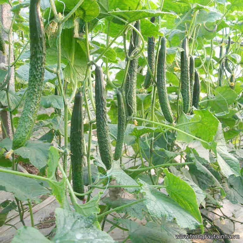 Hạt giống Dưa Chuột Trái Dài Nhật - 10 hạt/gói