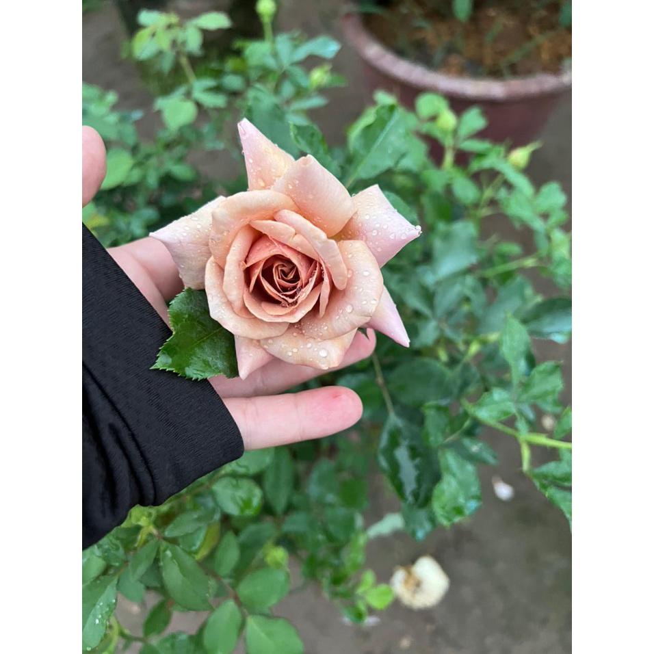 Hồng Ngoại KoKo LoCo- bầu to cây lớn trưởng thành