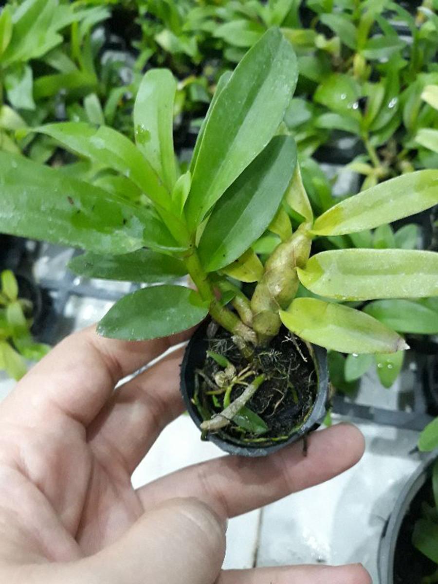Combo 2 cây hoa lan - phi điệp phi 21 hòa bình