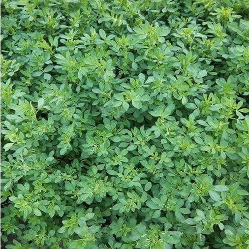 Gói 200g Hạt giống cỏ linh lăng Alfalfa - cỏ ba lá họ đậu giàu dinh dưỡng cho chăn thỏ, dê, cừu