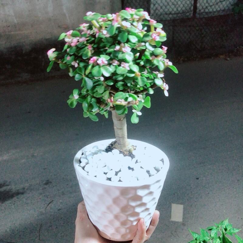 Chậu Cành Vàng Lá Ngọc Cổ Thụ