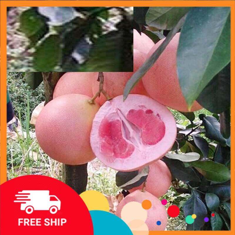 Cây BƯỞI ĐỎ PHÚC KIẾN CHẤT LƯỢNG UY TÍN