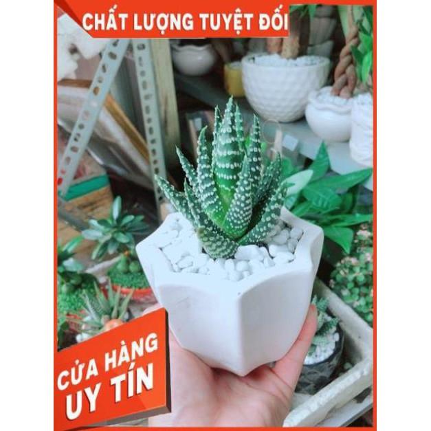 Chậu Xương Rồng Móng Rồng