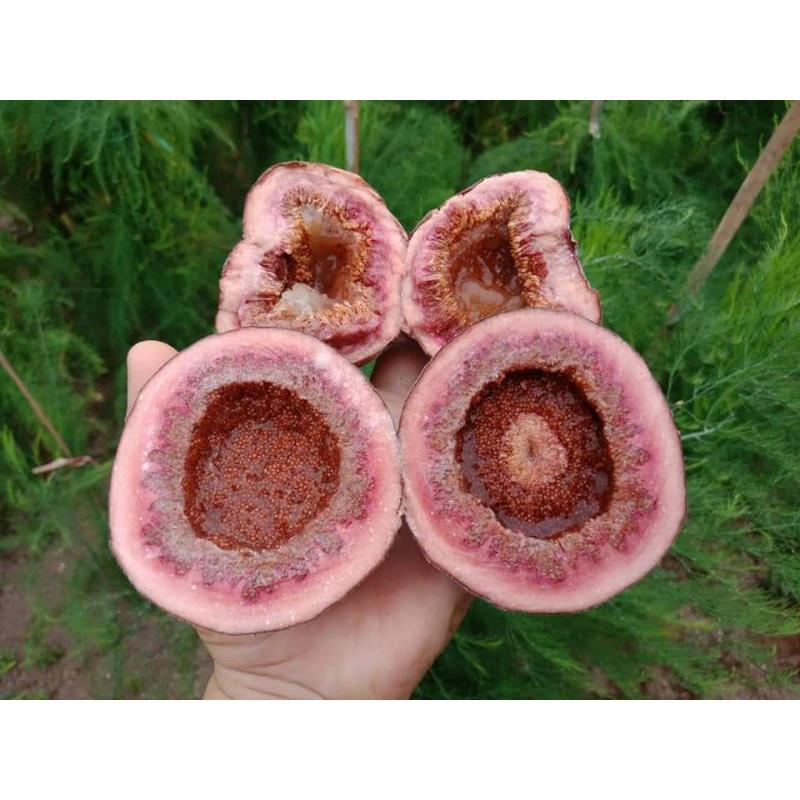 Giống Sung Vả Siêu Mật Cây Đẹp có bảo hành