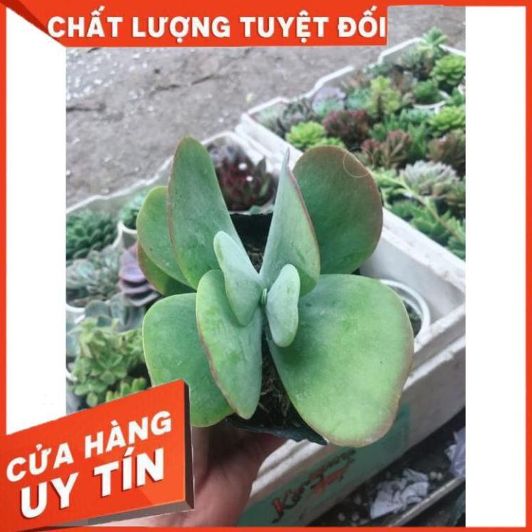 Sen đá cánh bướm kèm chậu sứ Nhiều Người Mua