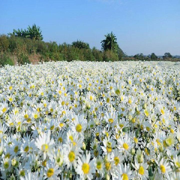 100 Hạt giống Hoa Cúc Họa Mi Trắng