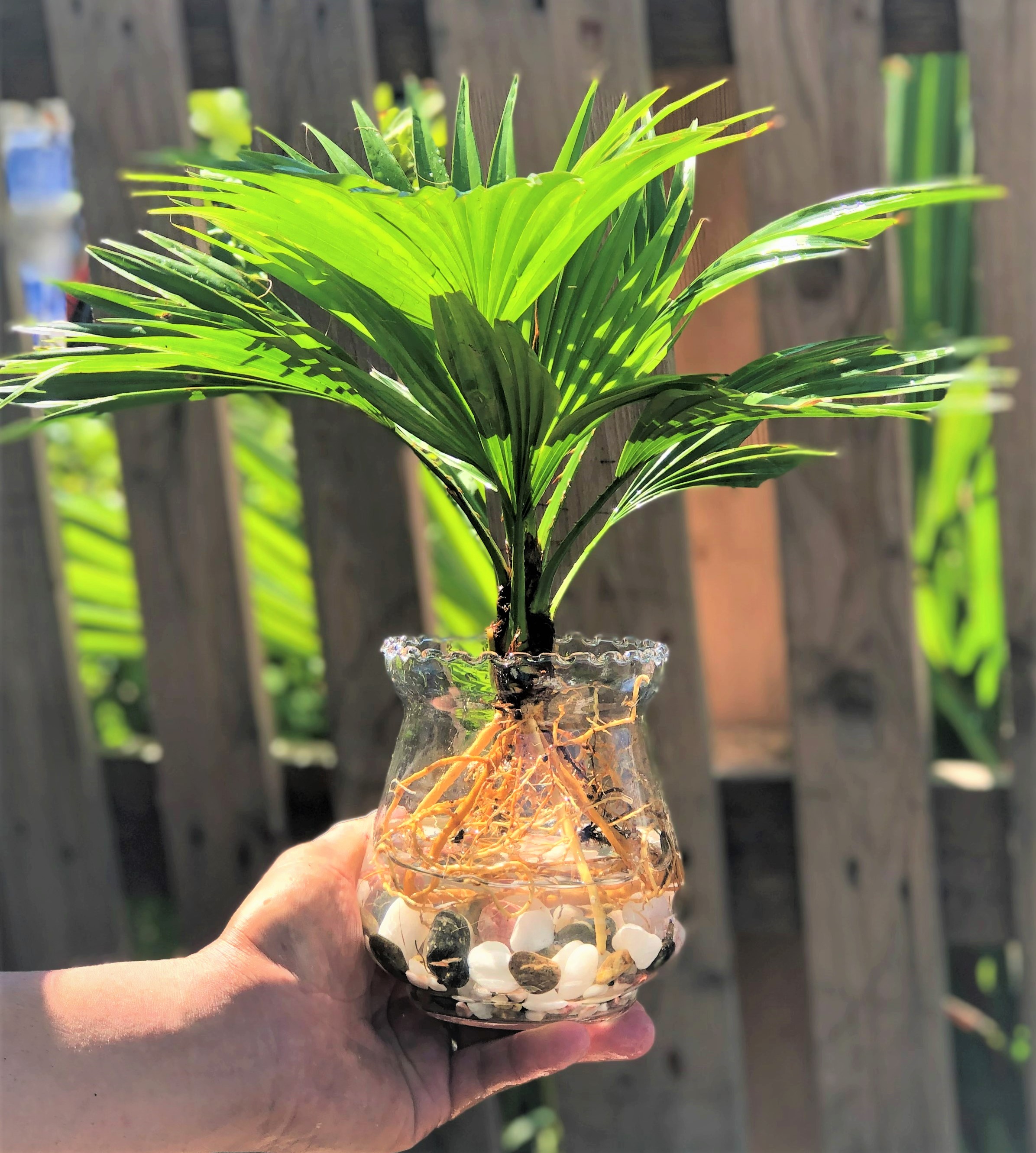 Chậu thủy tinh cây Cọ Pháp thủy canh