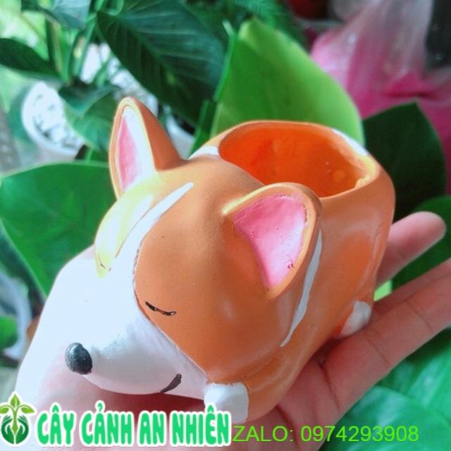 Chậu Trồng Cây