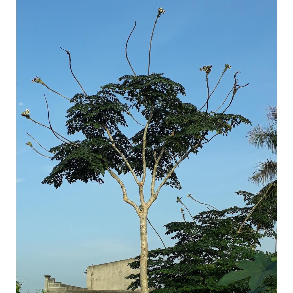 CÂY GIỐNG NÚC NÁC RỪNG