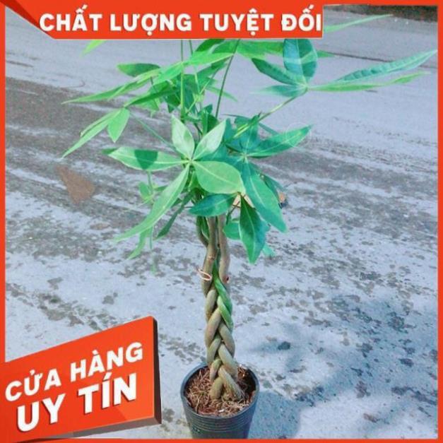 Kim Ngân Thắt Bính