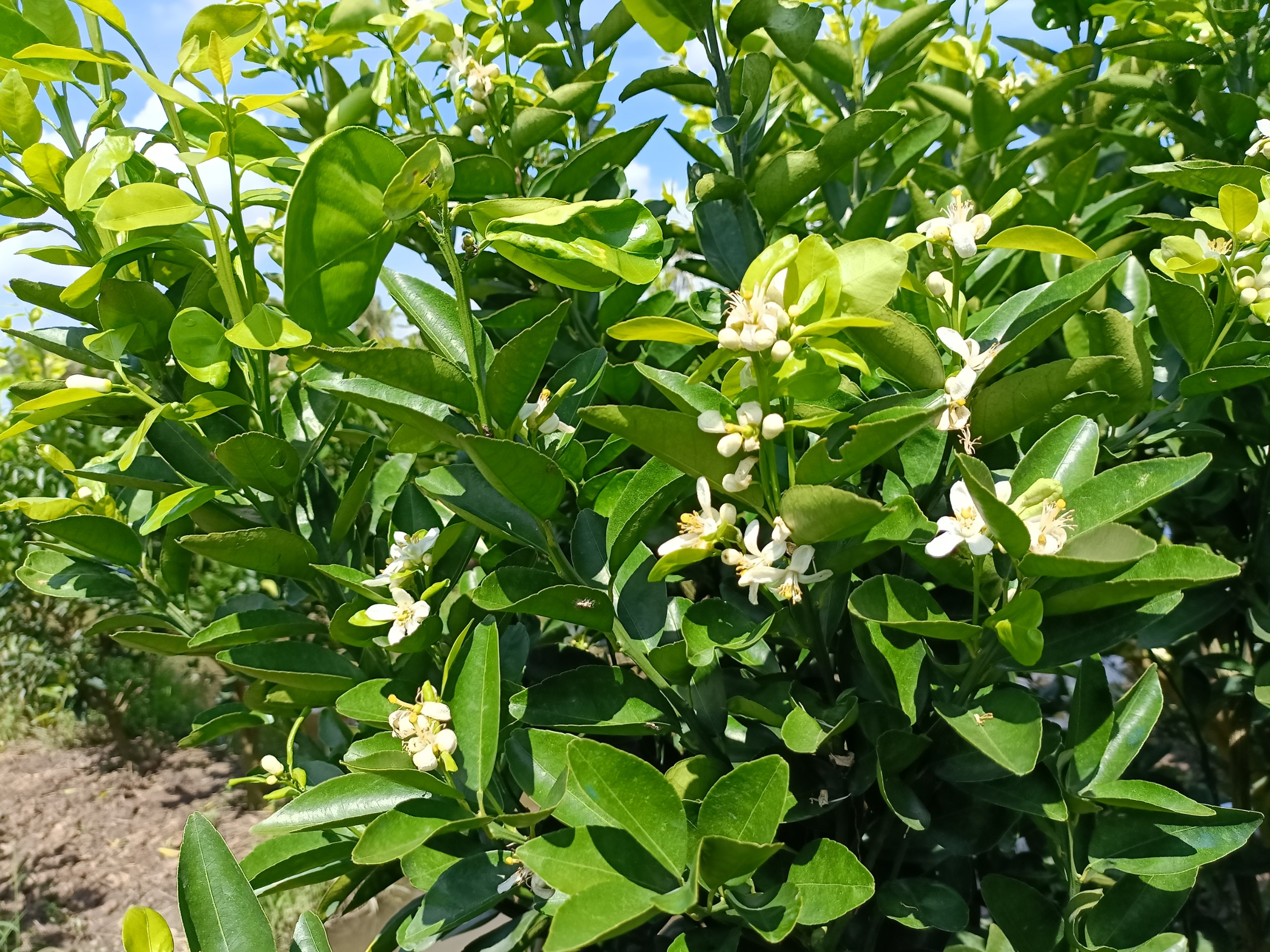 PHÂN BÓN LÁ FLOWER THÚC RA HOA 1 LÍT - KÍCH RA HOA ĐỒNG LOẠT, CHỐNG NGHẸN HOA