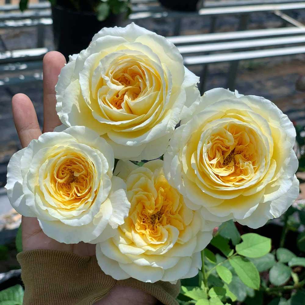 Cây hoa hồng beatrice- bầu to cây lớn trưởng thành