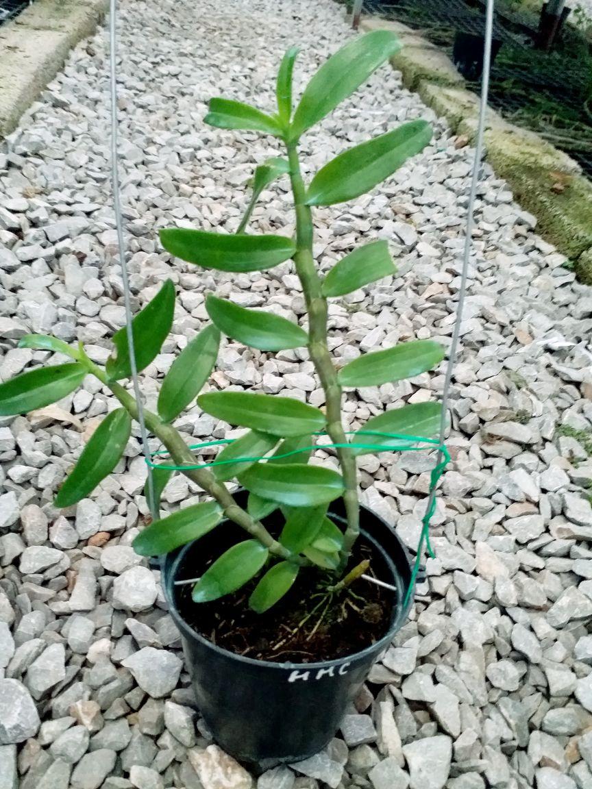 CHẬU HOA LAN PHI ĐIỆP HỒNG MINH CHÂU CÂY GIỐNG CẤY MÔ SIÊU ĐẸP cam kết chất lượng UY TÍN CHẤT LƯỢNG