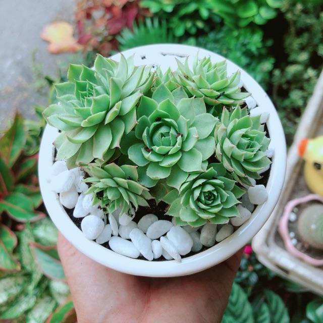 Chậu Cây Sen Đá Xanh