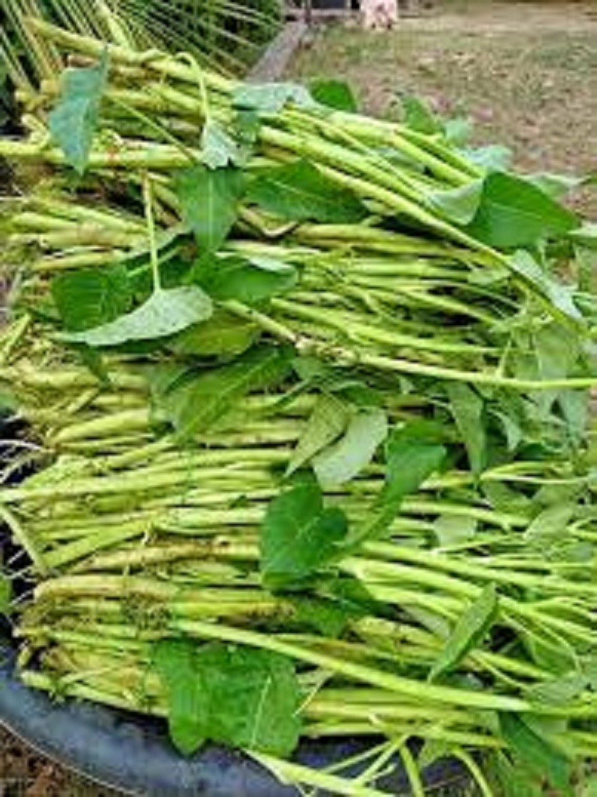 Hạt giống rau muống siêu ngọn -10gram/gói-tặng kèm gói phân bón lót