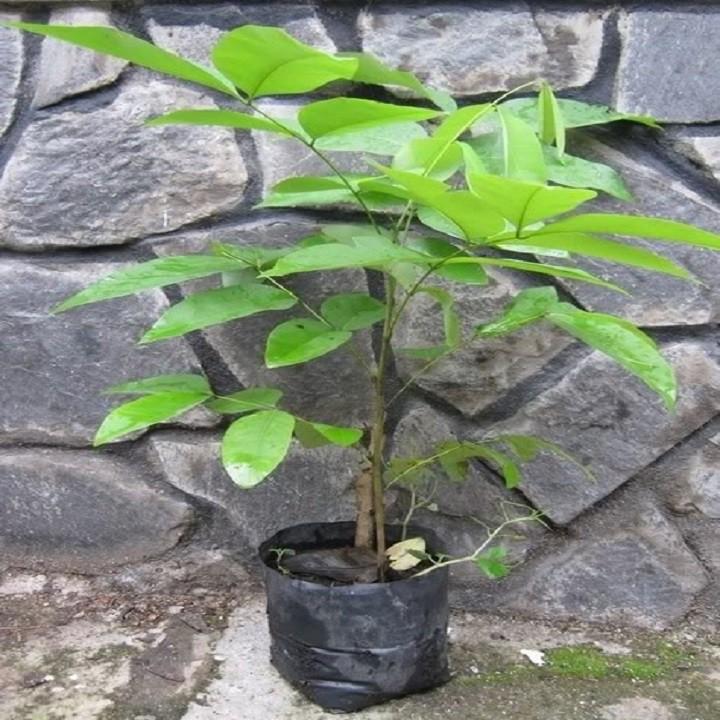 MUỒNG HOÀNG YẾN VÀNG - CÂY LỚN GỬI ĐI NGUYÊN BẦU
