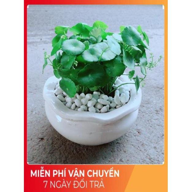 Chậu Cỏ Đồng Tiền