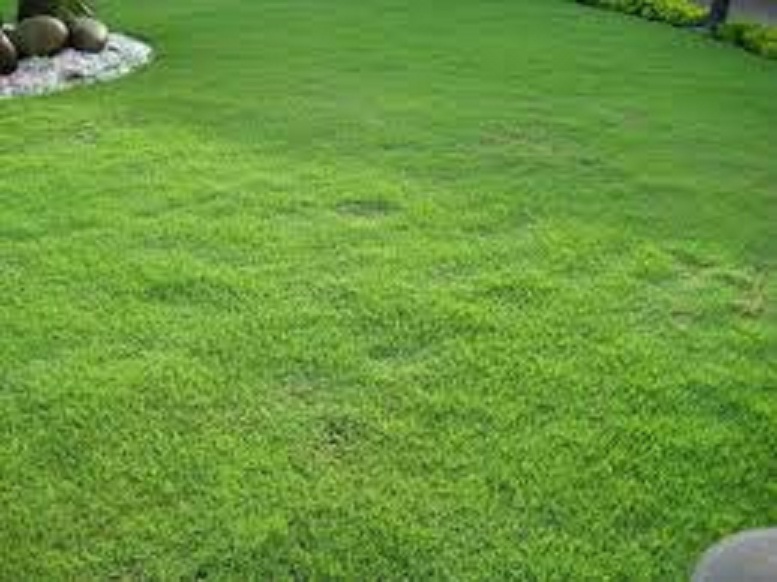 Gói 50 gram.Hạt giống cỏ nhung nhật ,cỏ thảm,lá dài 2cm