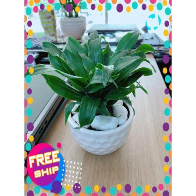 Chậu Cây Phát Tài