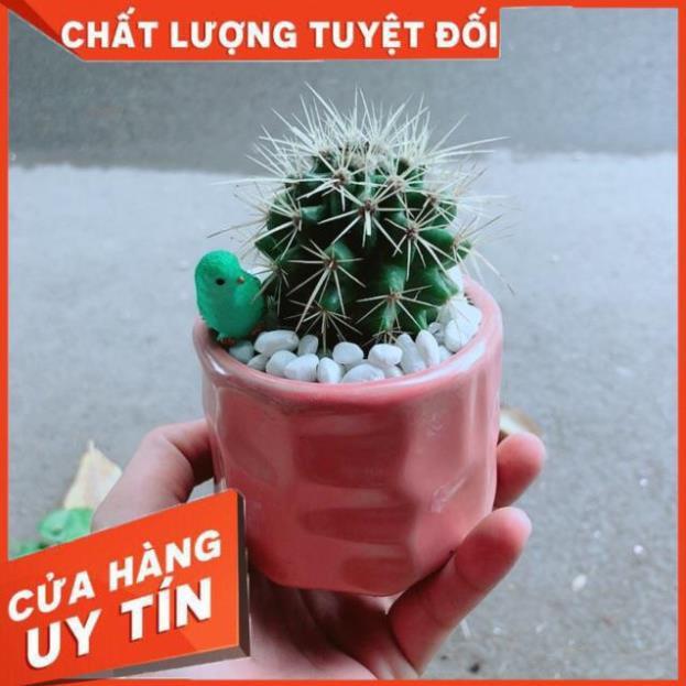 Chậu Xương Rồng Kim Hổ