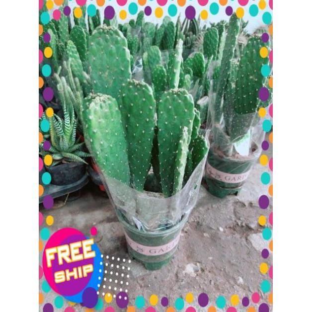 Chậu Xương Rồng Bụi
