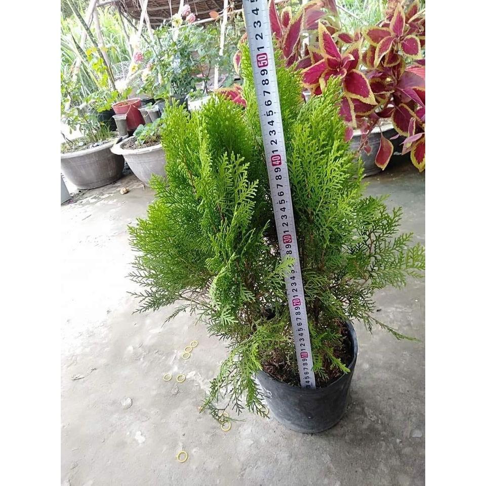 Cây tùng bách diệp, cây phong thuỷ