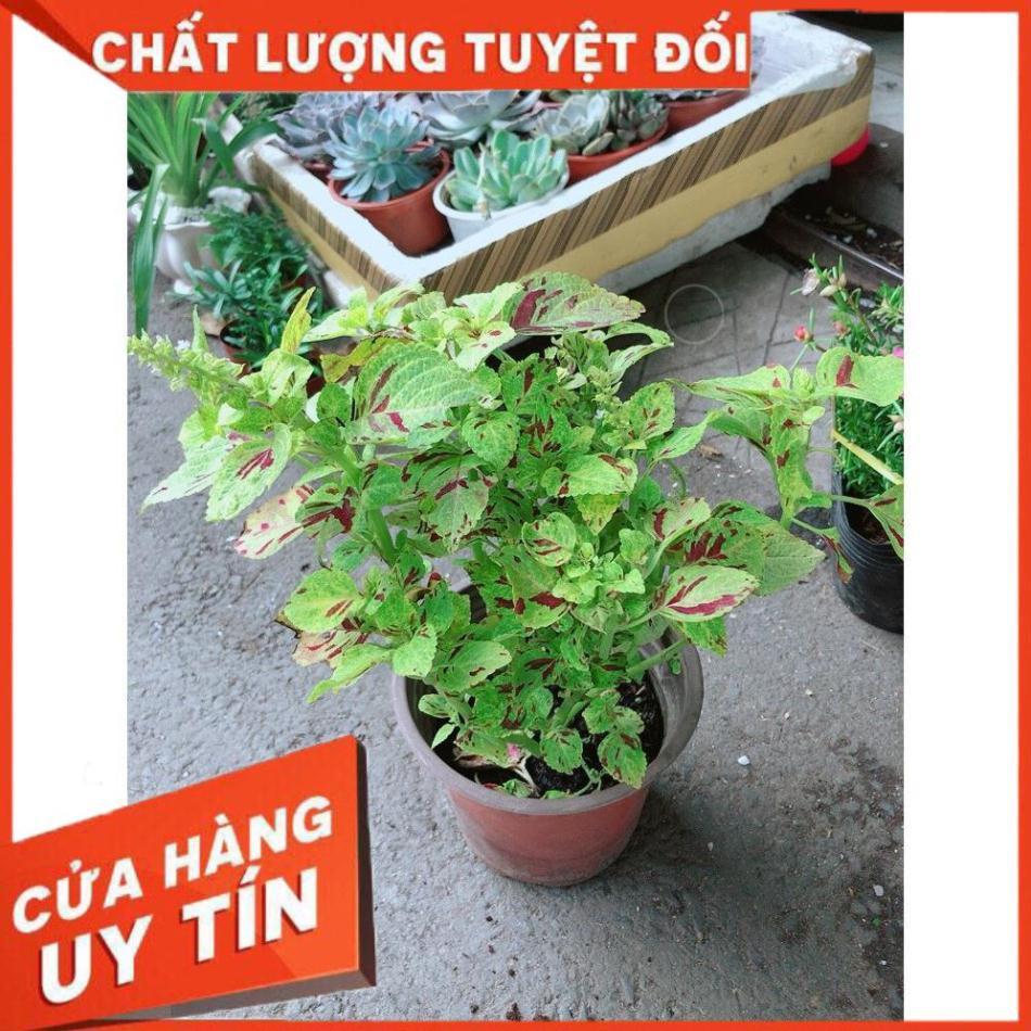 Cây Lá Gấm Vàng
