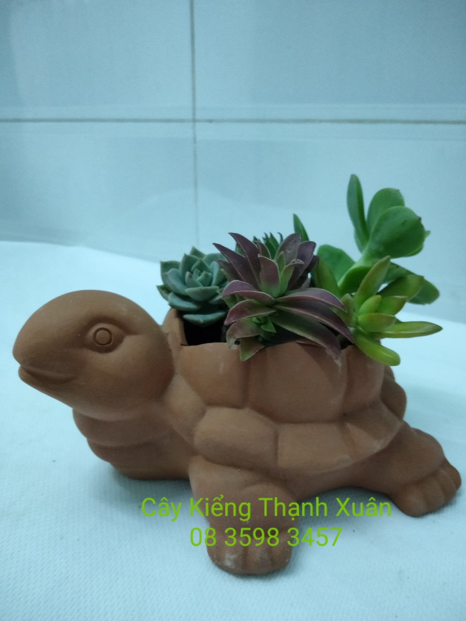 Chậu đất nung trồng cây - Chậu trồng cây sen đá, xương rồng chú rùa nhỏ  có lỗ thoát nước