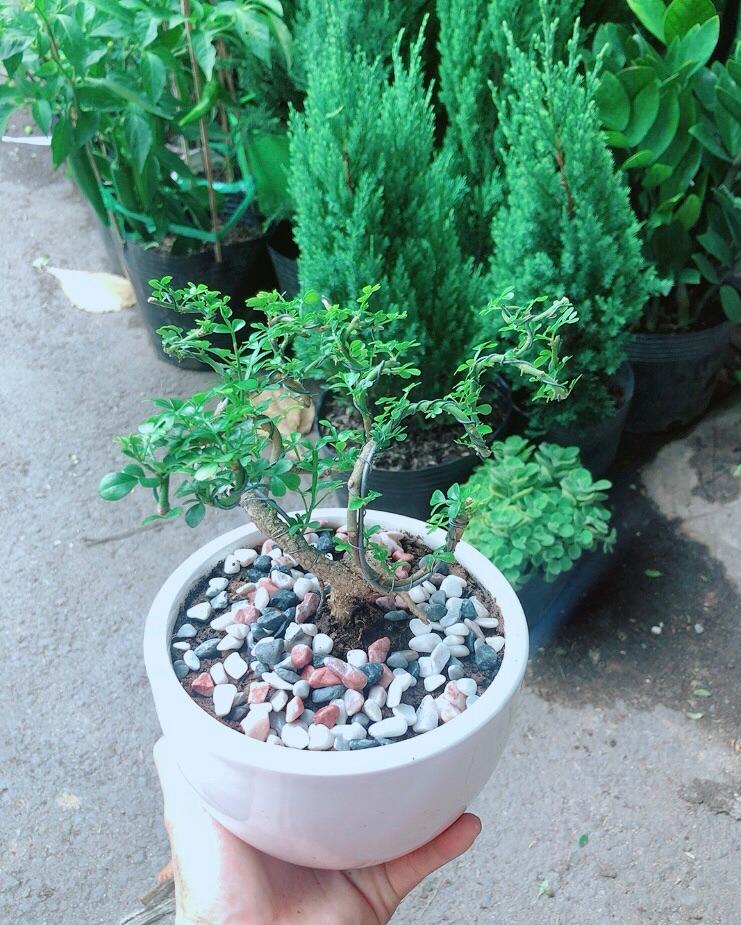 Chậu Cây Cần Thăng