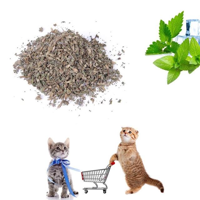 Cỏ bạc hà catnip cho mèo