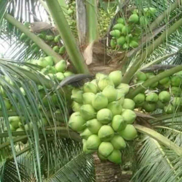 Dừa xiêm lùn siêu trái