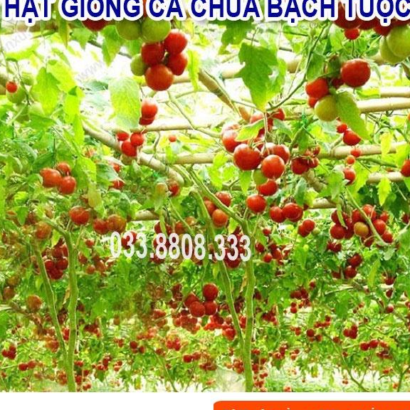 Hạt giống cà chua bạch tuộc -cà chua leo giàn