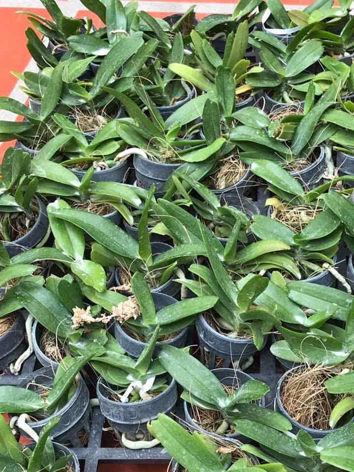Phong lan hoàng nhạn tháng 8
