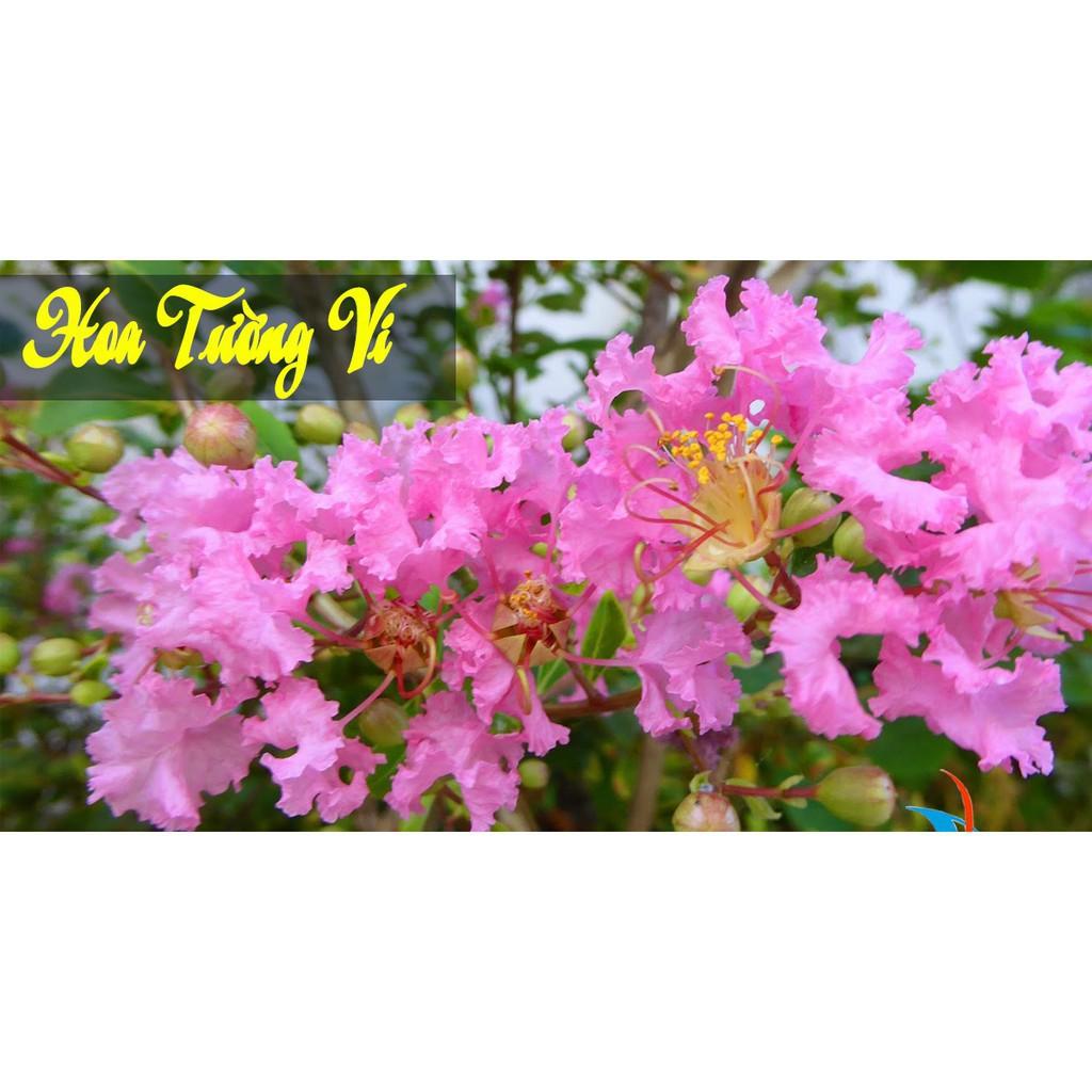 COMBO 10 BẦU CÂY GIỐNG HOA TƯỜNG VY MIXX ĐỦ MÀU