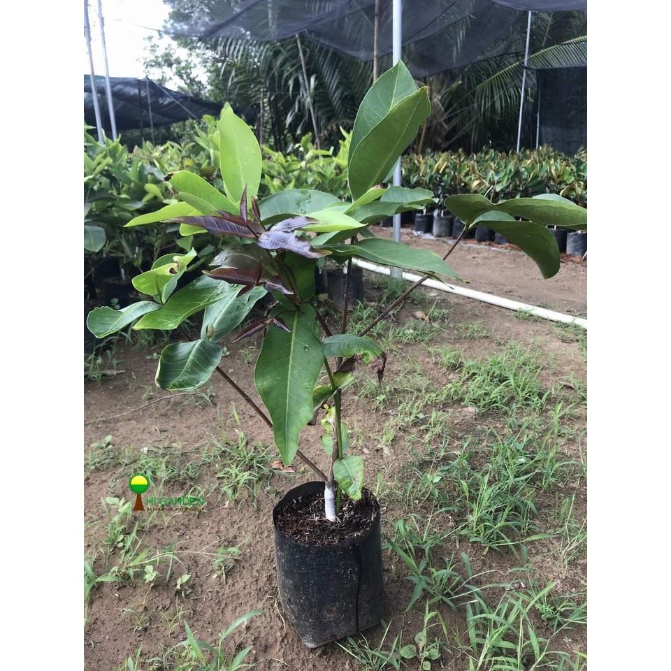 Cây giống mận xanh đường
