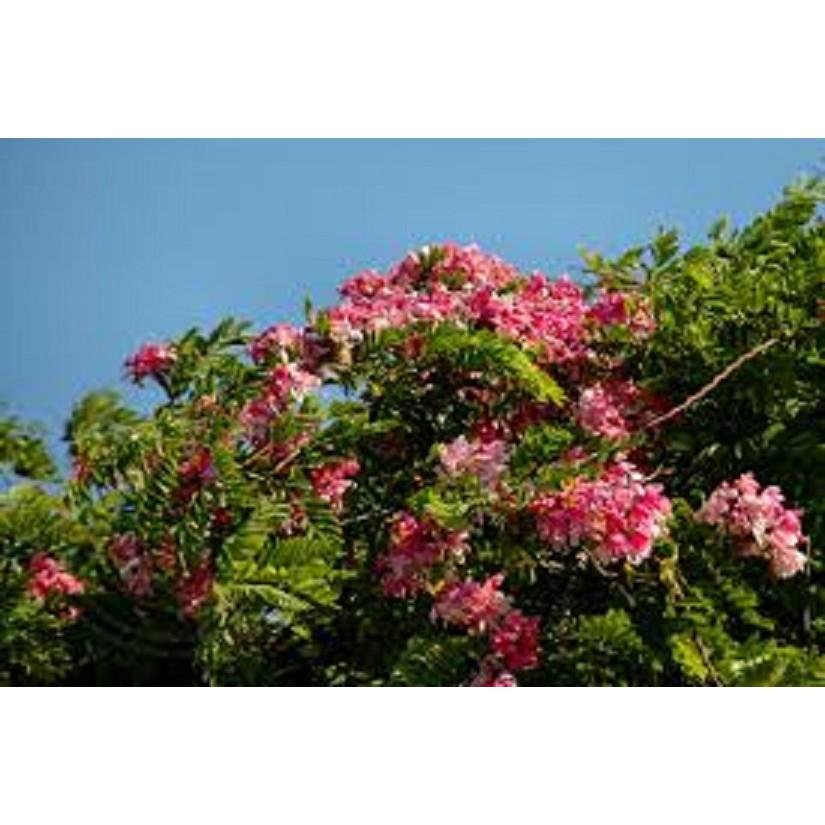 CÂY GIỐNG MUỒNG ANH ĐÀO , CÂY SIÊU ĐẸP