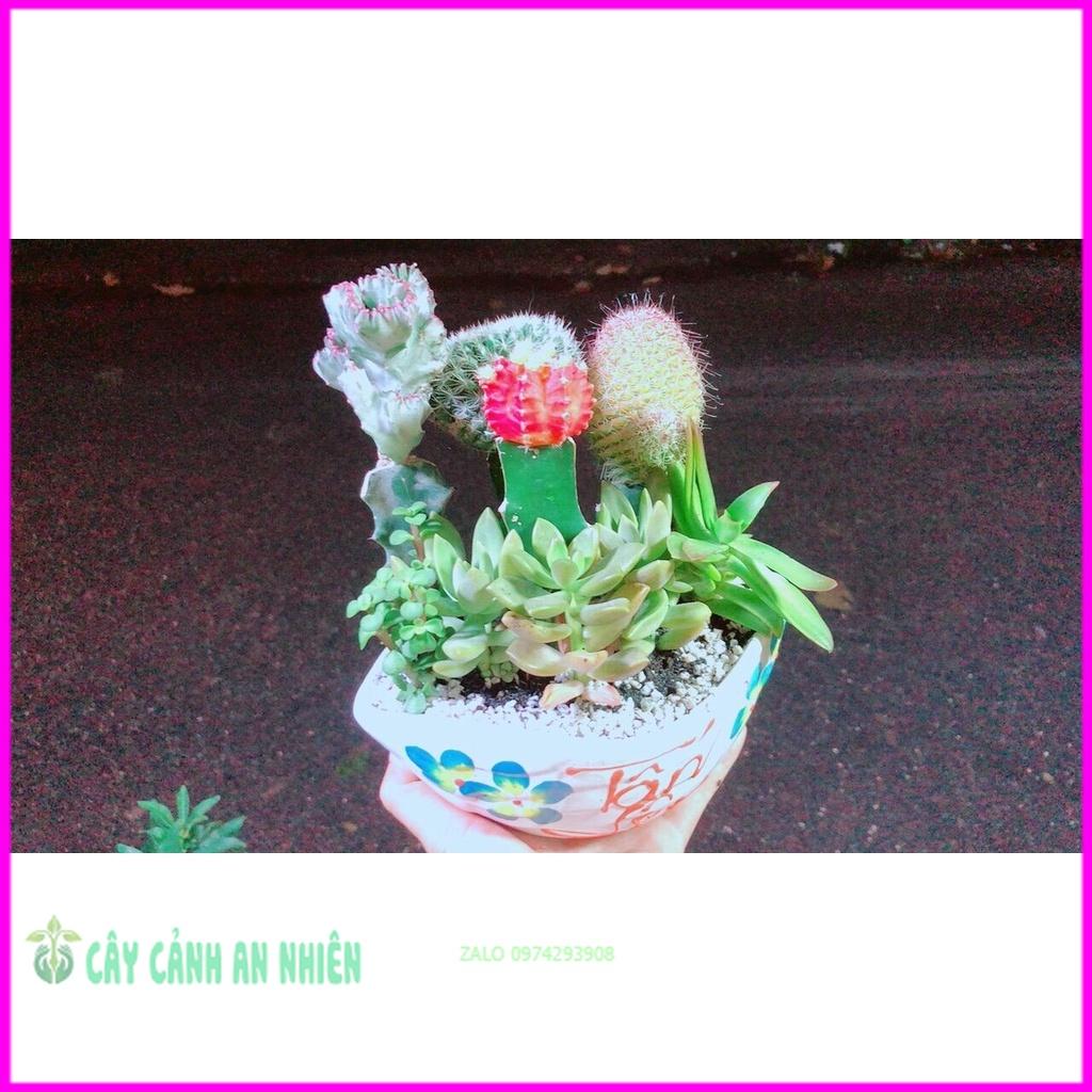 Chậu Cây Xương Rồng Tiểu Cảnh