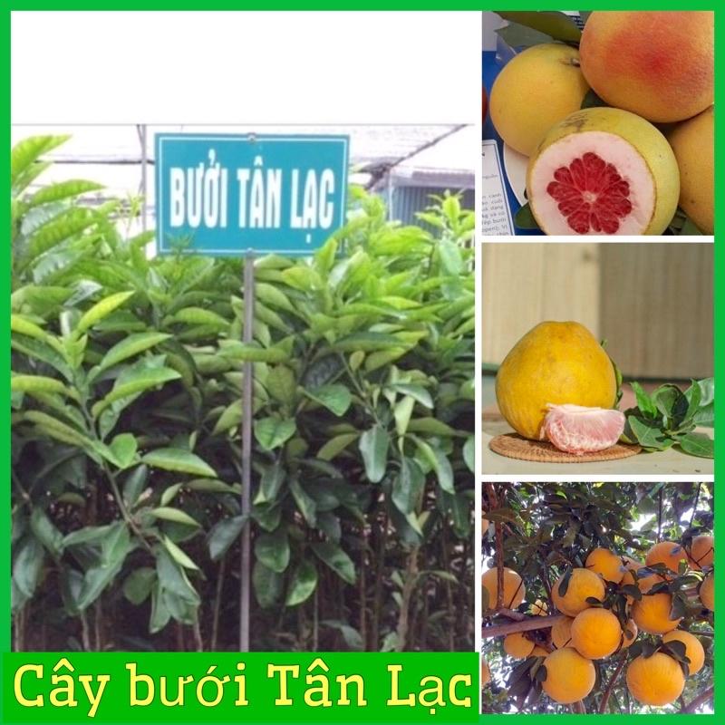 Cây giống bưởi đỏ Tân Lạc