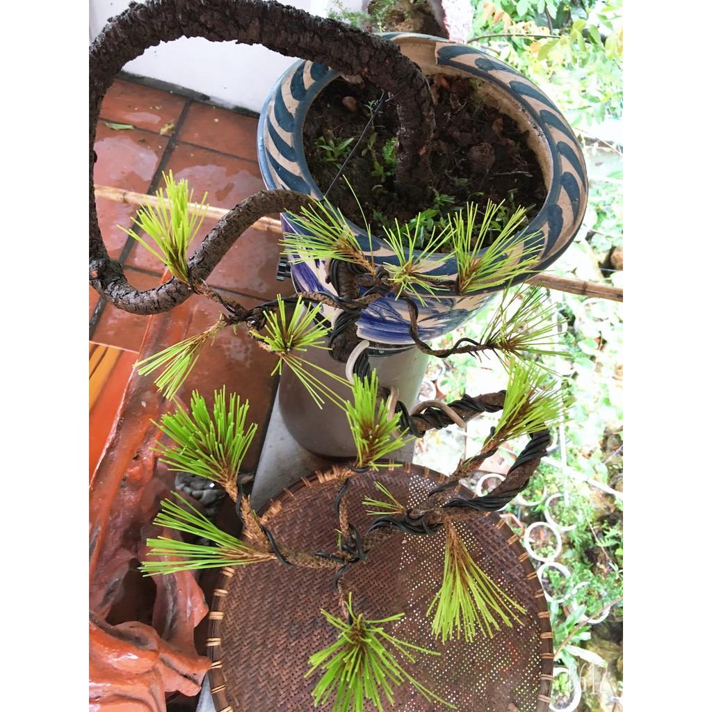 Mua Cây Thông Bonsai Cây Thông Cảnh Mini | Tiki