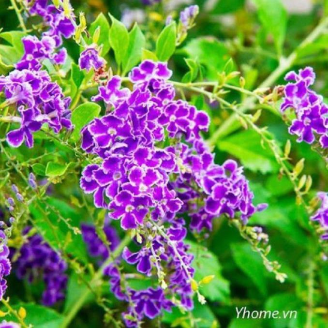 Cây chuỗi ngọc hoa tím siêu đẹp