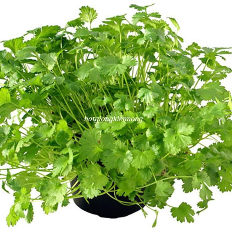 Hạt Giống Ngò Hạt Nhỏ Rado 31- Ngò Rí - Rau Mùi Ngò Ta- Dễ Trồng, Cây Sinh Trưởng và Kháng Bệnh Tốt - Gói 20gr - RẠNG ĐÔNG, HẠT GIỐNG TỐT