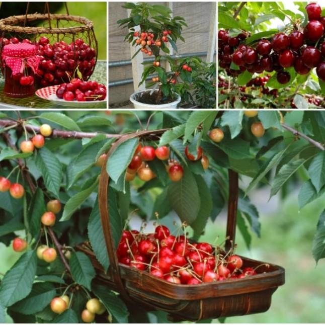 Hạt giống cherry Mỹ siêu ngọt