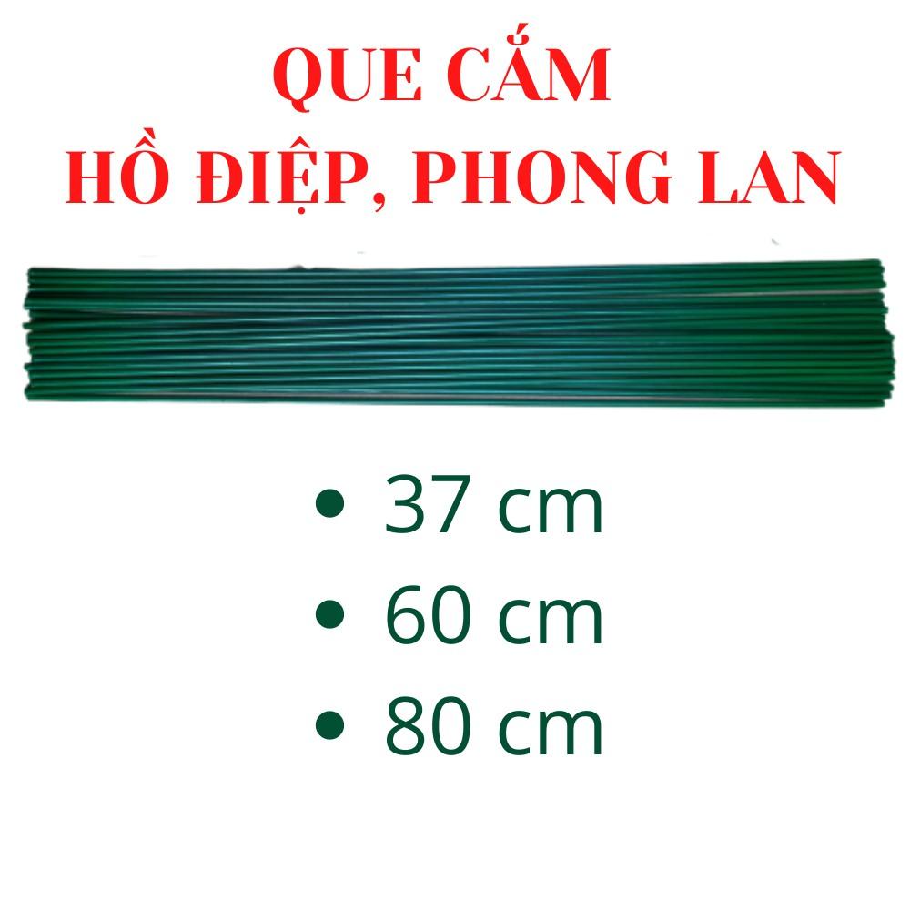 1kg que cắm lan hồ điệp, phong lan đủ kích cỡ